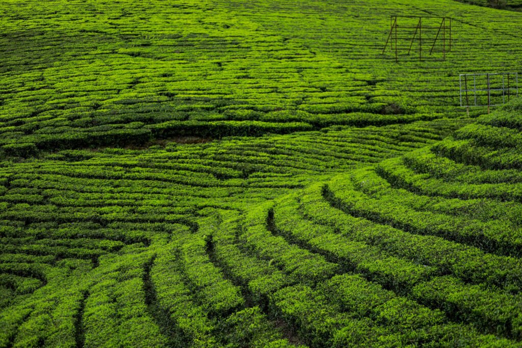 Best Domestic Travel Agency in Hyderabad​